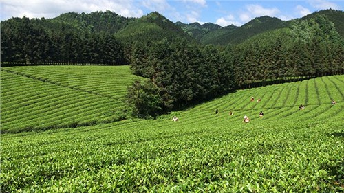 農(nóng)業(yè)部牽頭成立中國茶產(chǎn)業(yè)聯(lián)盟，公司選為副理事長(zhǎng)單位