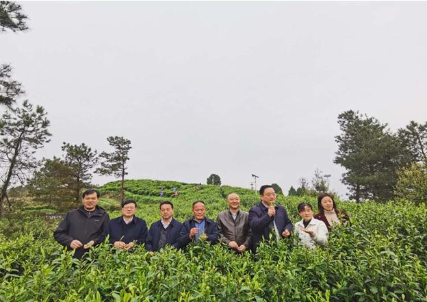 公司負(fù)責(zé)人陪同省供銷社、湘西州領(lǐng)導(dǎo)一行調(diào)研我司青干村茶葉扶貧示范基地